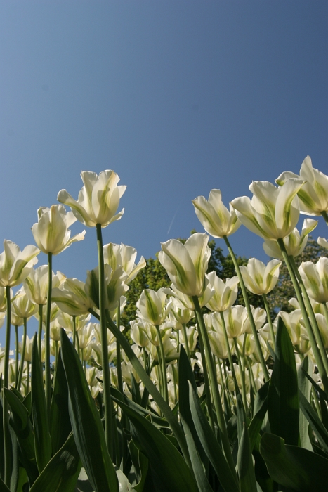 Tulipes a Morges 2007 - 003